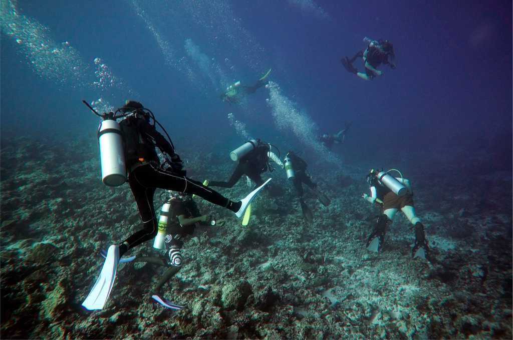 Diving in maldives