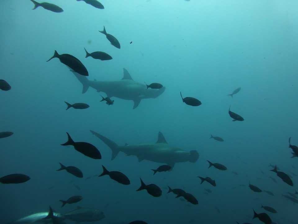 Diving in maldives